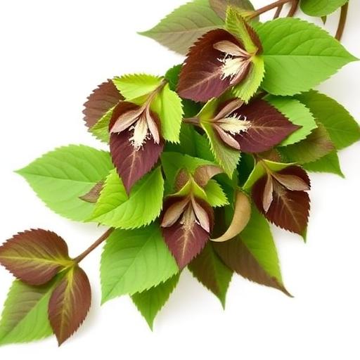 Horny Goat Weed